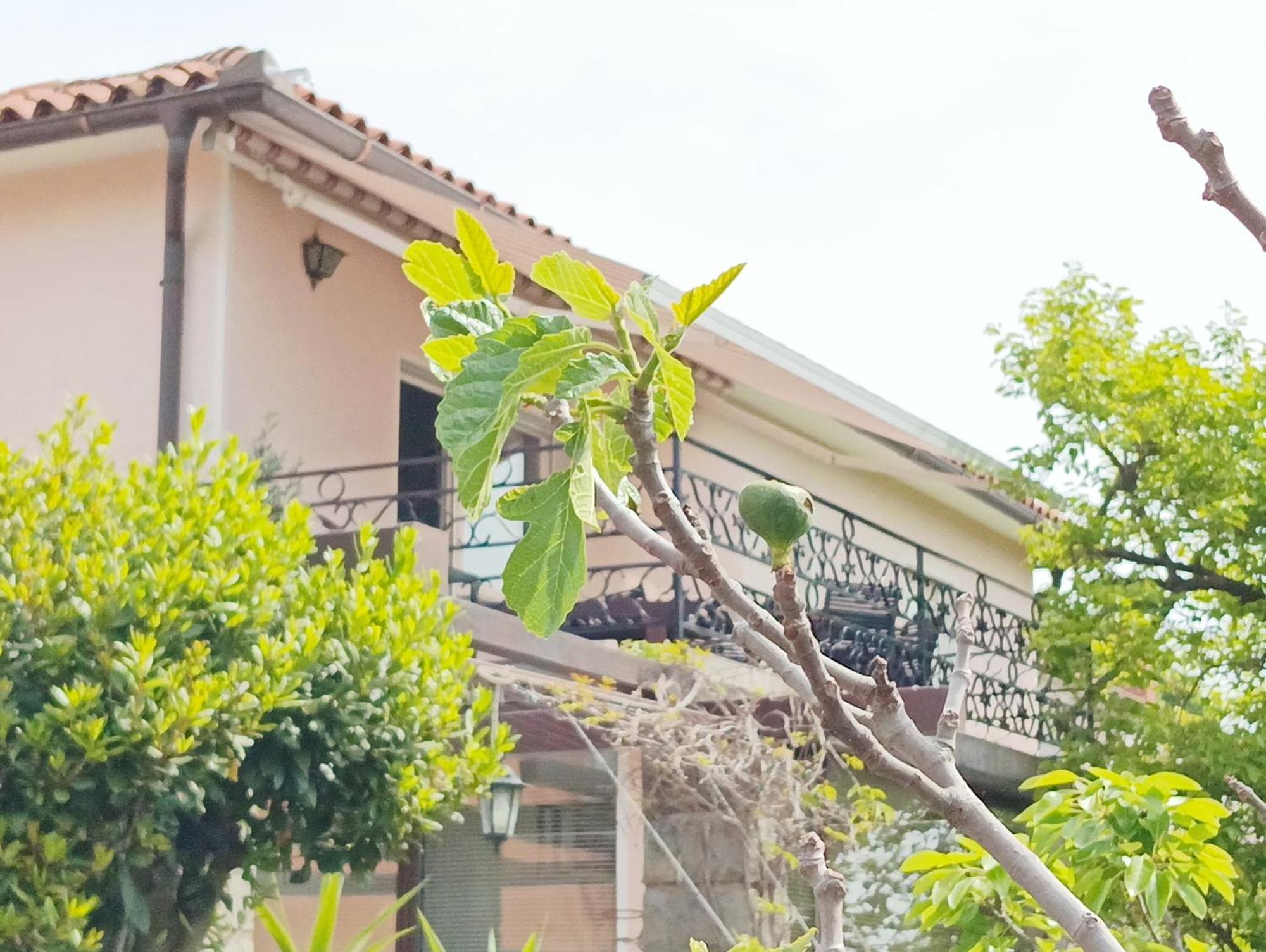 Green Park And Sunny Terrace Apartments Ankaran Exterior foto